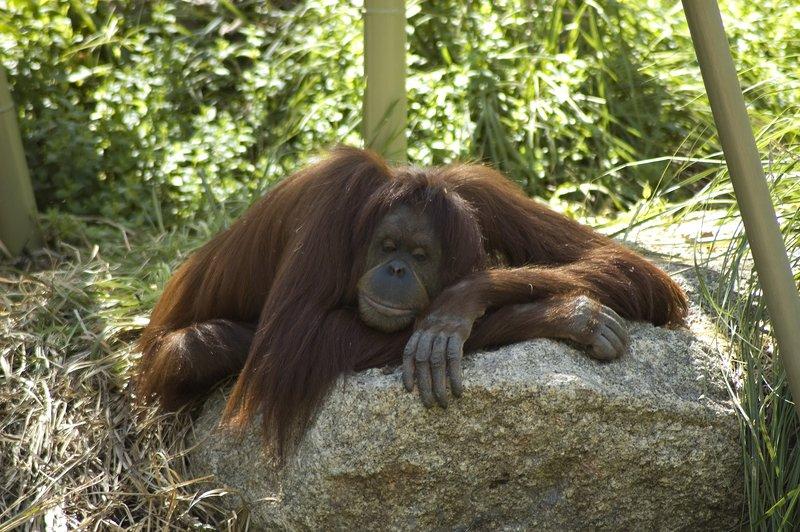 zoo_97 [800x600].jpg